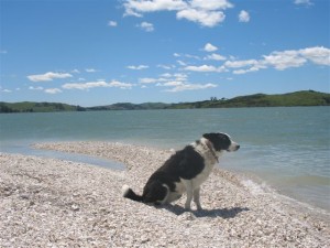 My dog Floss on the beach at Batley.