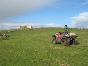 Sheep on a quad with the farmer