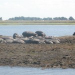 Hippos double as rocks on a Chobe River sandbank.