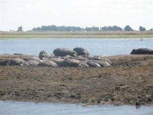 Hippos double as rocks on a Chobe River sandbank.