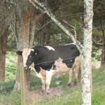 Large Friesian bull in a paddock