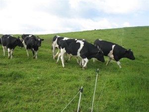 After I've pinned down the fence, the bulls - which are keen to get onto fresh grass - step over the wire - while I rapidly step aside