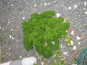 Perfectly positions: This parsley plant sprouted in a handy spot on our driveway. It's admired by visitors and appreciated by us.