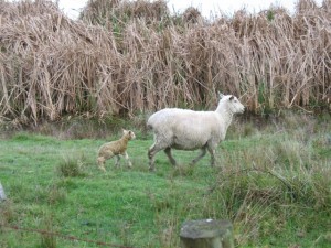 The suspected newborn lamb whose birth was seen by a passerby who got things a bit muddled.
