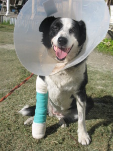 Here I am looking dorky in my Elizabethan collar and with my leg in a bright green bandage.